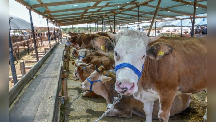 Tüketiciler Birliği'nden kurbanlık alışverişi uyarısı: 'İnternet ilanlarına dikkat'