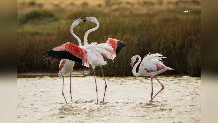 Alaçatı'da fotoğraf ve dans dolu günler