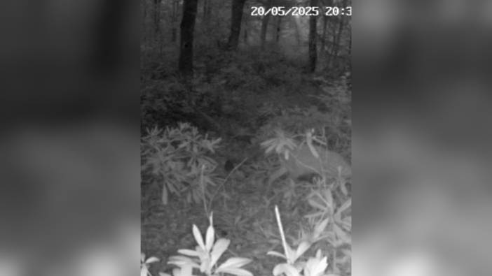 Bartın'da kaybolan yavru karaca, annesiyle buluştu