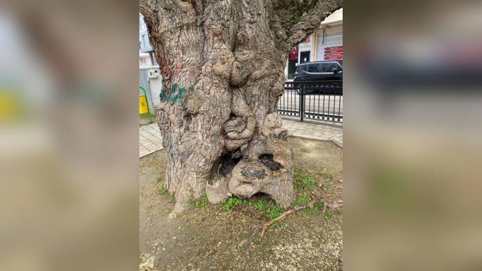 Osmangazi Belediyesi, asırlık dut ağacını kurtardı