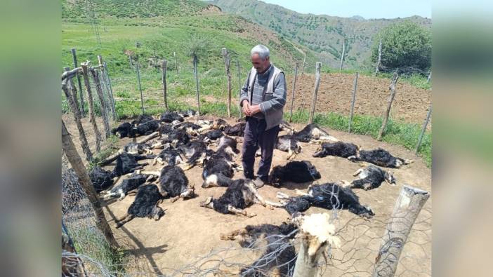 Bingöl'de kurtlar 49 küçükbaşı telef etti