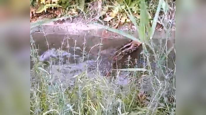 Kütahya'da sulama kanalına düşen domuz yavrusu kurtarıldı