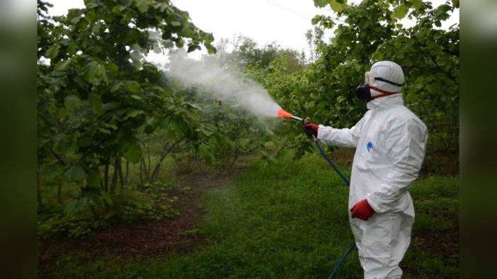 Ordu'da fındık alanlarında külleme hastalığına karşı mücadele başladı
