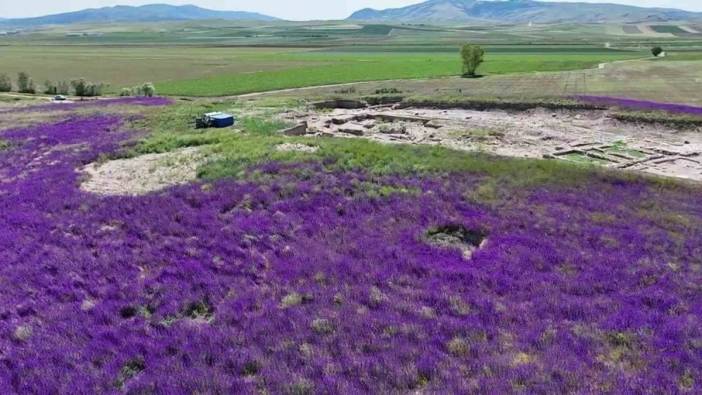 Amasya Oluz Höyük'te mor çiçekler resitali