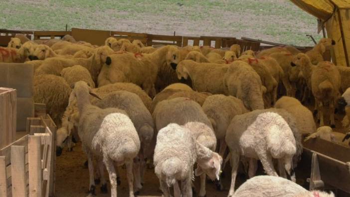 Ankara'da kurban pazarları kuruldu: Üreticiler maliyetlerden şikayetçi