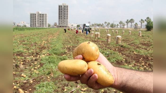 Adana'da patates üreticileri don zararı nedeniyle zor günler geçiriyor