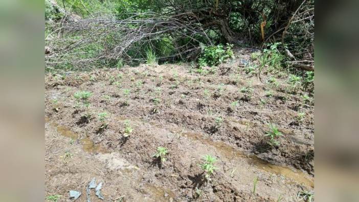 Bingöl'de 330 kök kenevir ele geçirildi