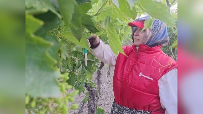 Manisa Sarıgöl'de Çekirdeksiz Sultaniye üzüm üreticileri bağlarda yoğun mesai harcıyor