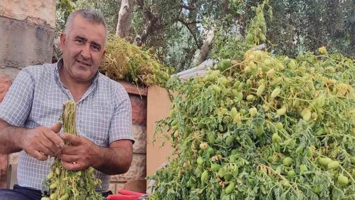 Yeşil nohut satışı başladı