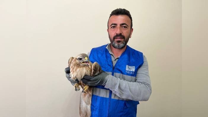 Niğde'de bitkin halde bulunan kızıl şahin koruma altına alındı