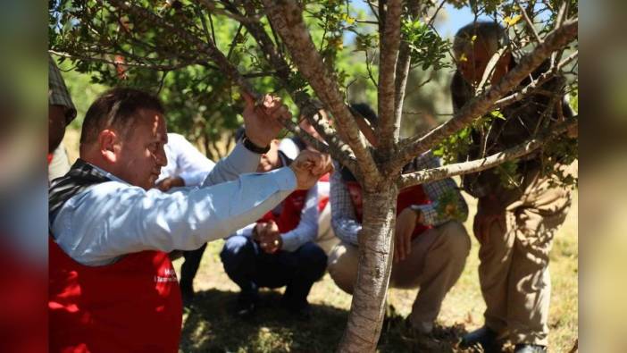 Muğla'da ilk sakız hasadı yapıldı