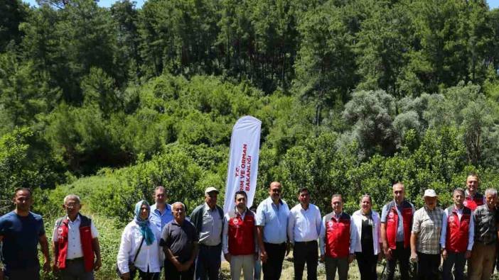Muğla'da on yıl sonra ilk kez sakız hasadı gerçekleşti