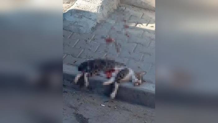 Turgutlu'da sokak kedisini öldüren şahıs gözaltına alındı