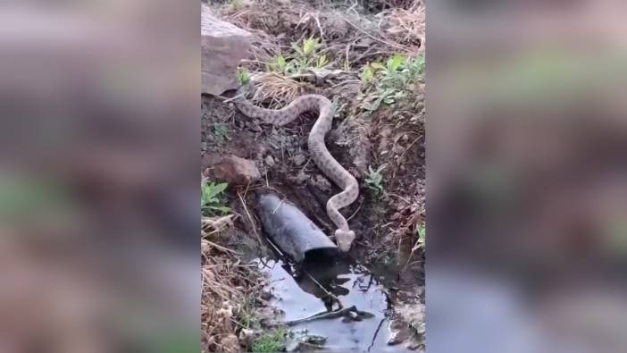 Elazığ'da koca engerek yılanı görüntülendi