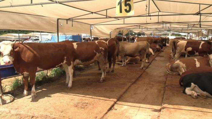 İzmir'de kurban pazarlarında sessizlik: Satıcılar alım gücünün düşüklüğünden şikayetçi