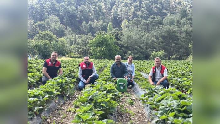 Havran'da çilek hasadı başladı