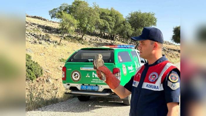Kilis'te yaralı kerkenez kuşu koruma altına alındı