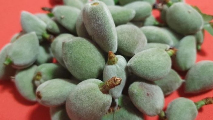 Mersin'de hasadı başlayan badem çağlası kilogramı 100 liradan satılıyor