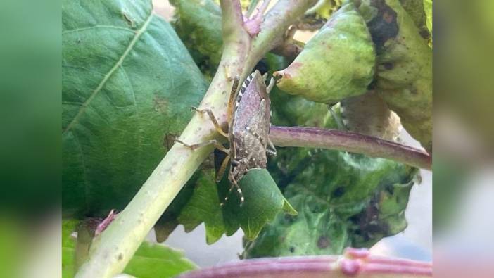 Karacabey'de kahverengi kokarca istilası: Çiftçiler çözüm bekliyor