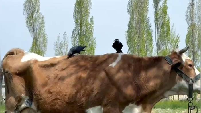 Erciş'te 2 cüce karga, inekten kopardıkları tüylerle yuva yaptı