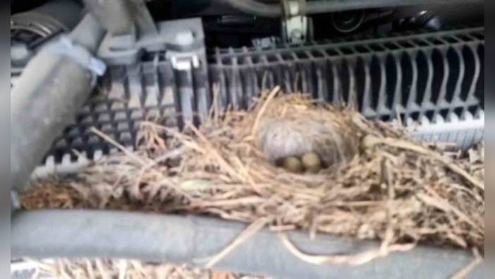 Rize'de hafriyat kamyonu motorundaki kuş yuvası için 15 gündür çalıştırılmıyor