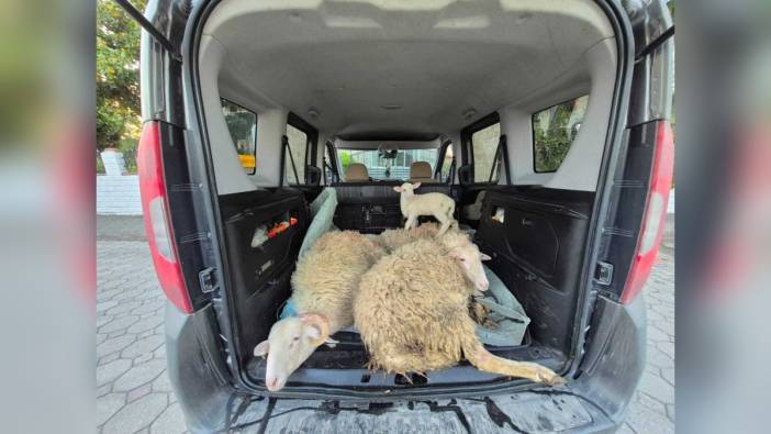 Sapanca'da kurbanlık hırsızlığı: 4 küçükbaş çalan karı koca tutuklandı