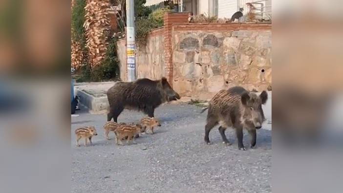 Kuşadası Kaymakamlığı'ndan yaban domuzu uyarısı: Besleyenlere 6 bin 923 TL ceza