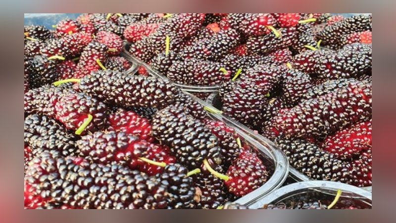 Yılın ilk karadutu Silifke'den