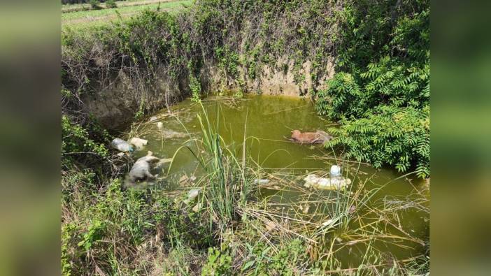 Keşan'da başsız 3 köpek ölüsü bulundu