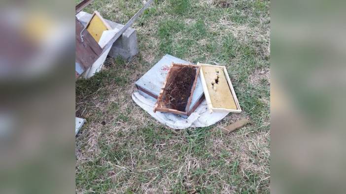 Kastamonu'da ayı saldırısı: 6 arı kovanı telef oldu