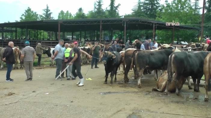 Düzce Hayvan Pazarı’nda kurbanlık fiyatları geçen yılla aynı