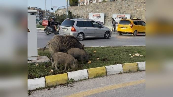 Kuşadası'nda yaban domuzu besleyen 3 kişiye 20 bin 769 TL ceza kesildi