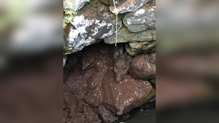 Muğla'da kuyuya düşen yavru yaban domuzu kurtarıldı