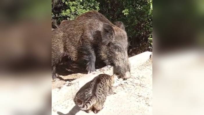 Hatay'da yaban domuzu ve kedi aynı kapta yemek yedi