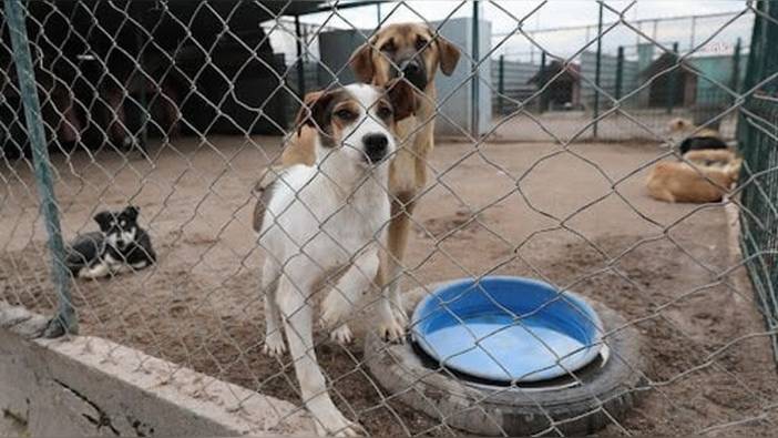 Hakkari ve Zonguldak'ta Sahipsiz Hayvanları Koruma Birliği kurulması kararı Resmi Gazete'de
