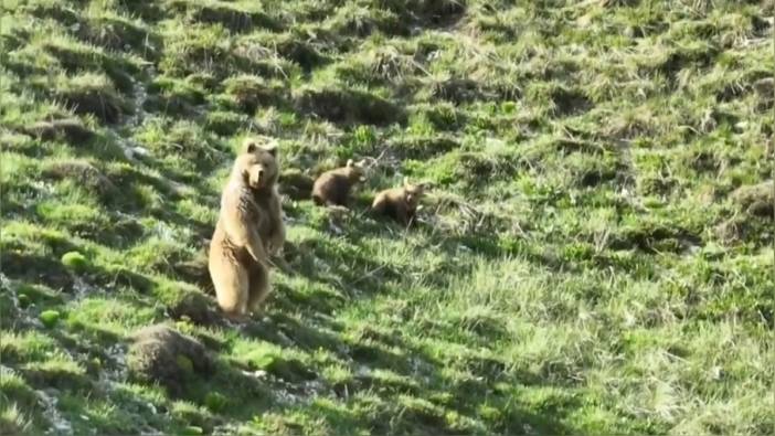 Erzincan'da çoban, drone ile ayı ailesini uzaklaştırdı