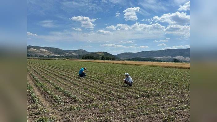 Aydın'da pamuk üreticilerine zararlılar için uyarı