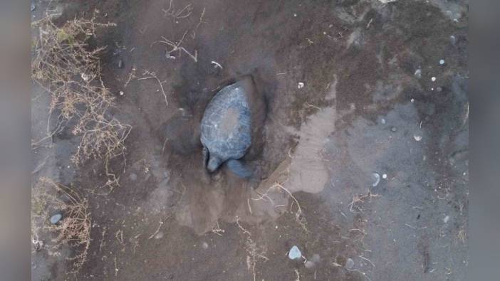 Mersin'de nesli tehlikedeki deniz kaplumbağaları yumurtlamaya başladı