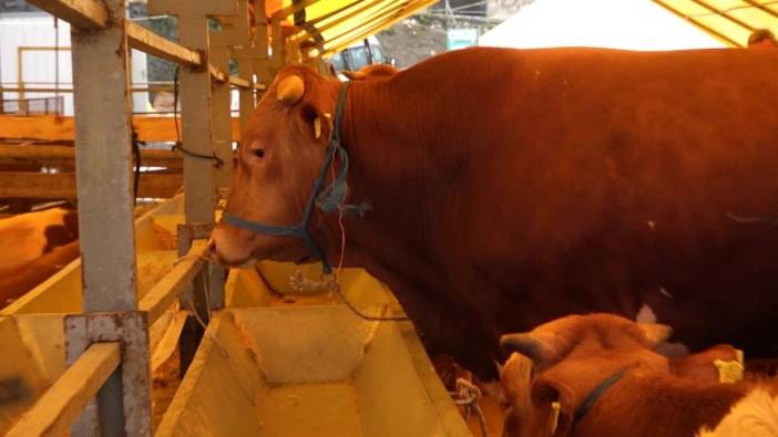 Büyükçekmece Belediyesi Kurban Satış ve Kesim Tesisi, bayrama hazır