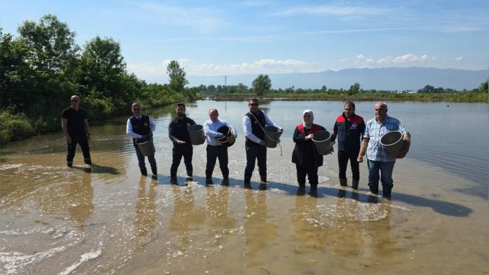 Düzce'de 'Konuralp pirinci' ekimine başlandı