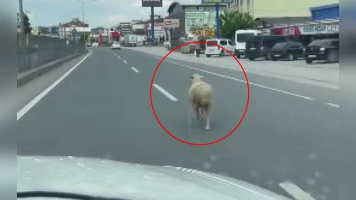 Yalova'da kurbanlık koyun trafiği yavaşlattı
