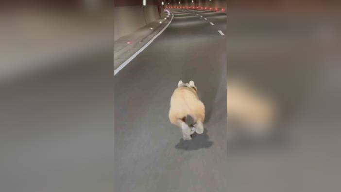 Gümüşhane'de tünelde koşan ayı cep telefonu kamerasına yakalandı