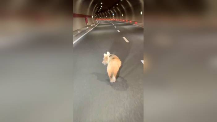 Zigana Tüneli'nde yavru bozayı görüldü