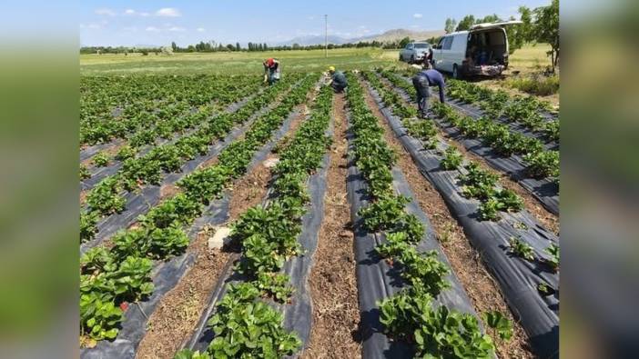 Beyşehir'de çilek hasadı öncesi pestisit denetimi