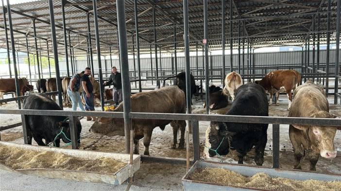 Kütahya'da kurban pazarı açıldı: 1,2 tonluk 'Paşa' 350 bin liraya satıldı