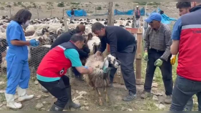 Yüksekova'da şap hastalığına karşı aşılama çalışmaları sürüyor