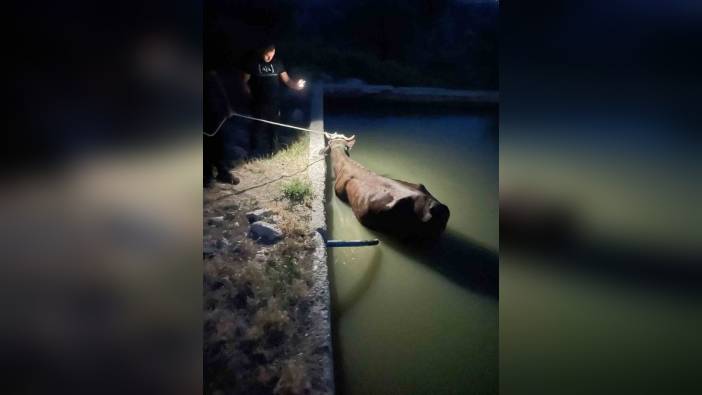 Adıyaman'da sulama havuzuna düşen inek kurtarıldı