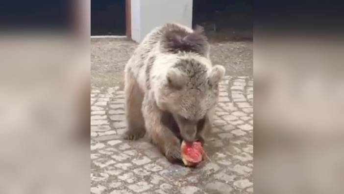 Erzincan'da bozayı, karpuz ikram eden tatilcileri ziyaret etti