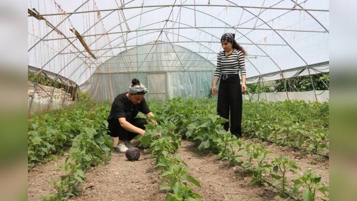 Yüksekova'da iki kuzen, serada hem üretim yapıyor hem de aile bütçesine katkı sağlıyor