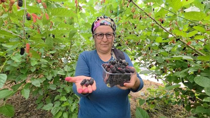 Silifke'de karadut hasadı devam ediyor